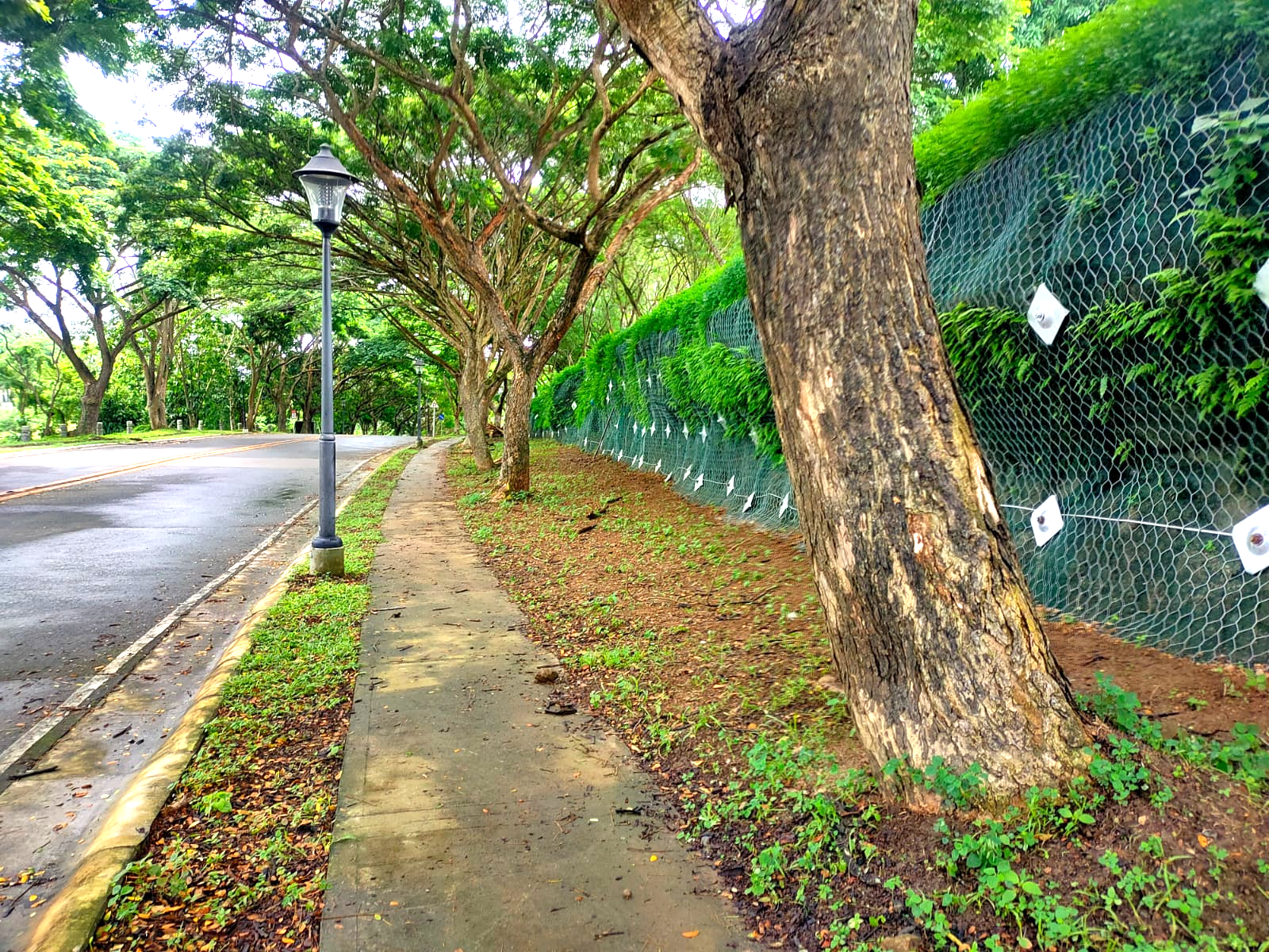 Ayala Westgrove Heights Phase 8-16 Acacia Drive